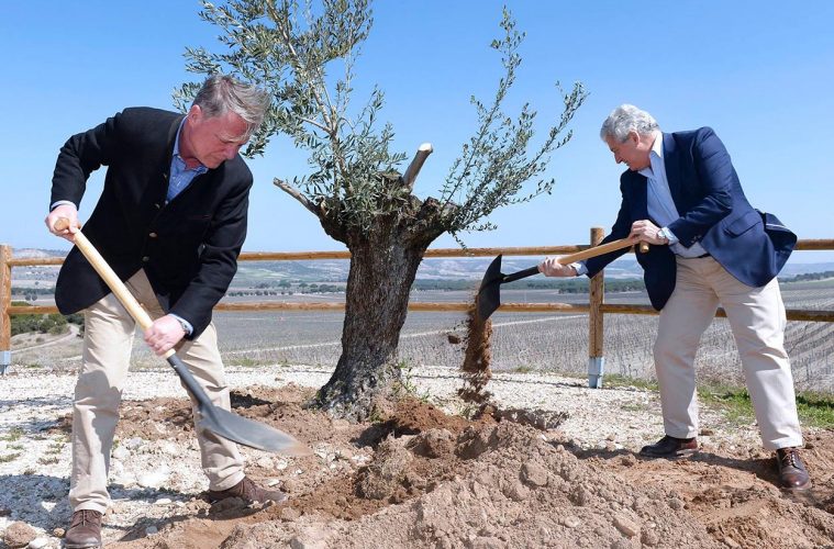 Intercambio de olivos centenarios por viñas del siglo XIX