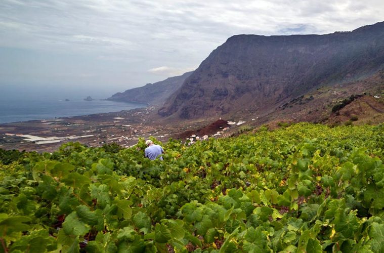 Los vinos de Canarias a través de la historia