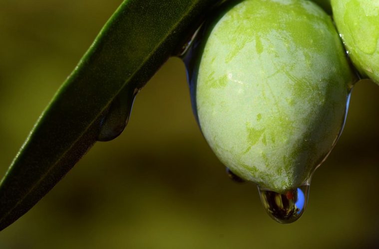 La producción de aceite de oliva, muy inferior a la de la pasada campaña