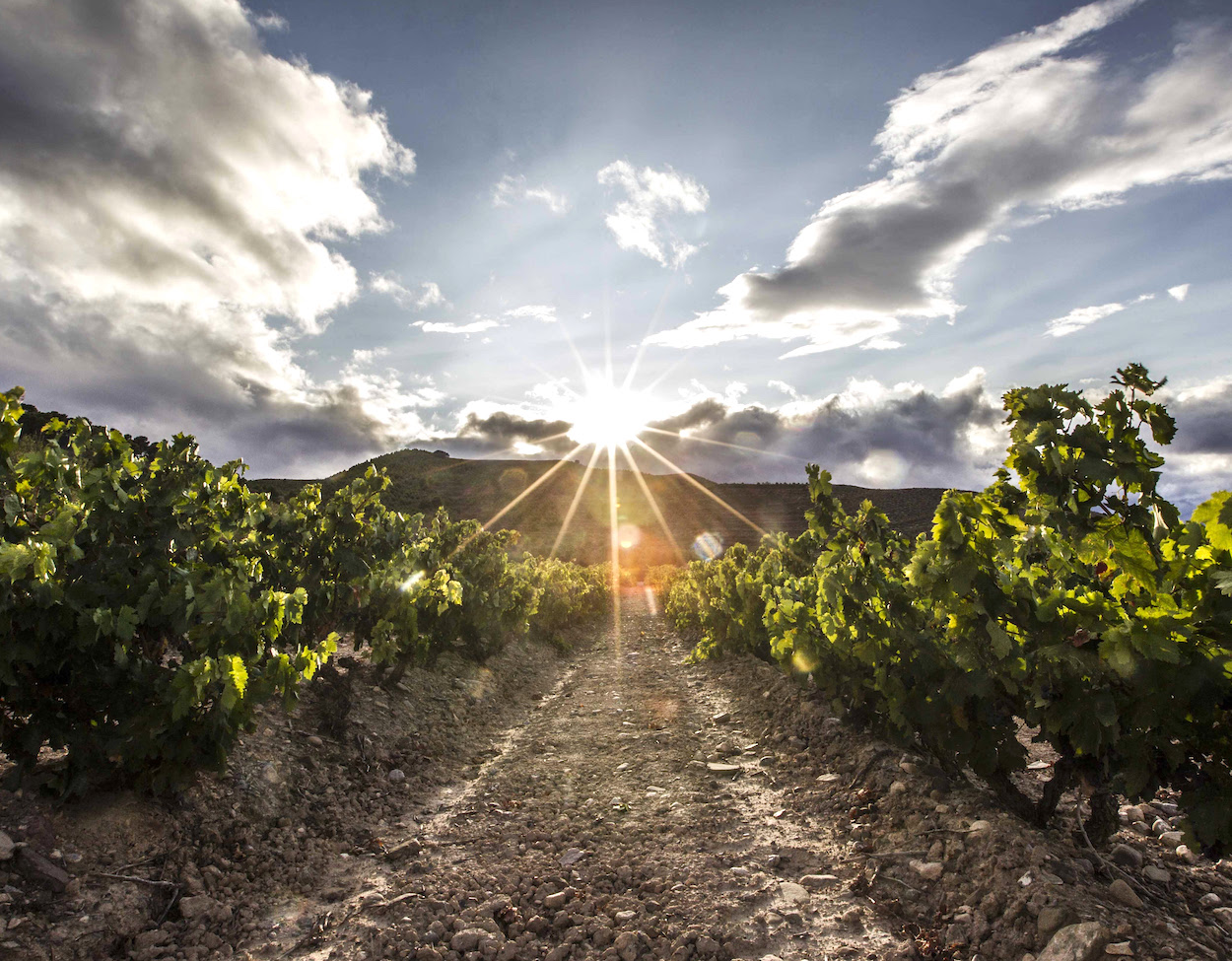 Los Viñedos Singulares de Rioja ya son realidad