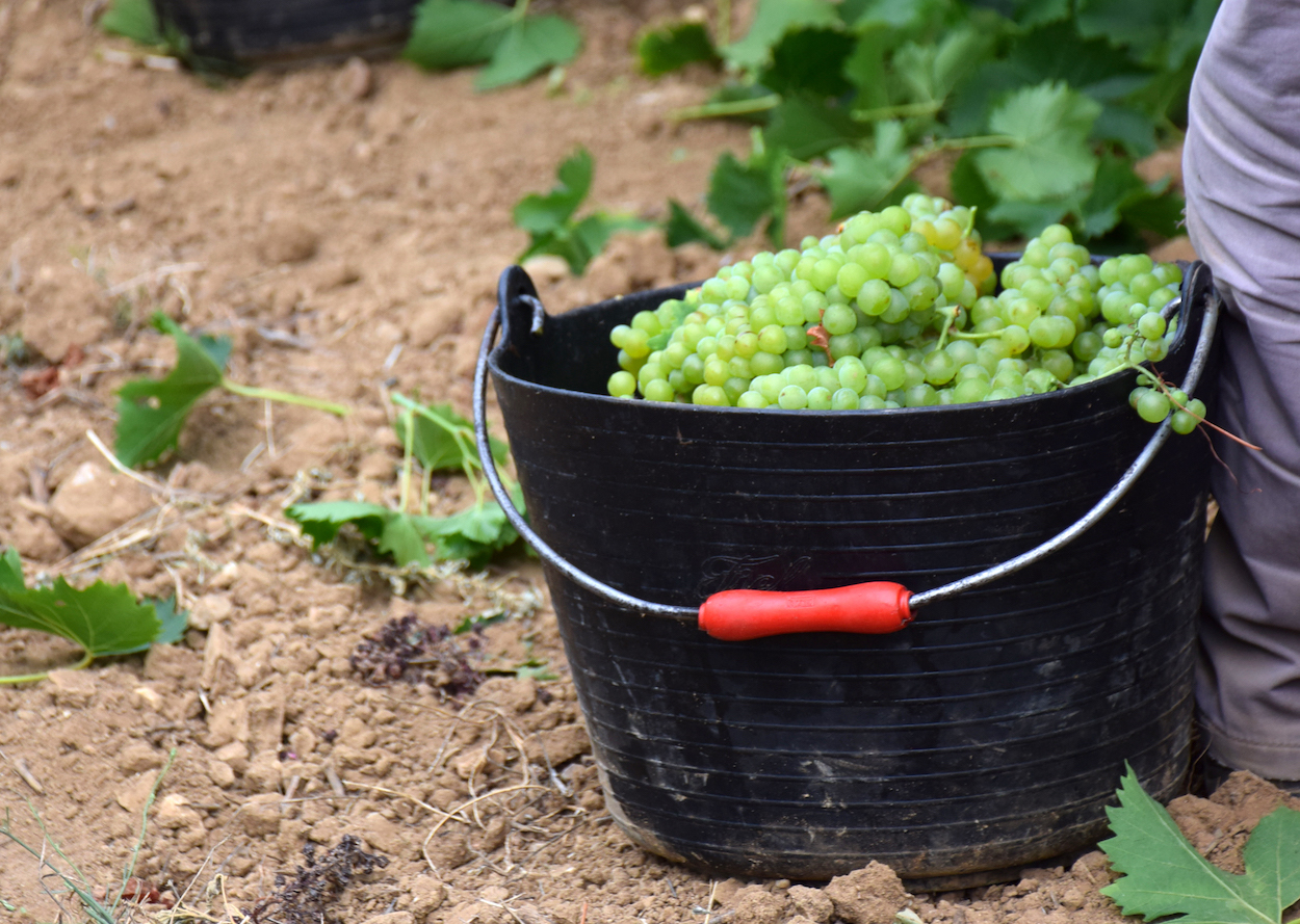 Buenas previsiones para la vendimia en la DO Penedès