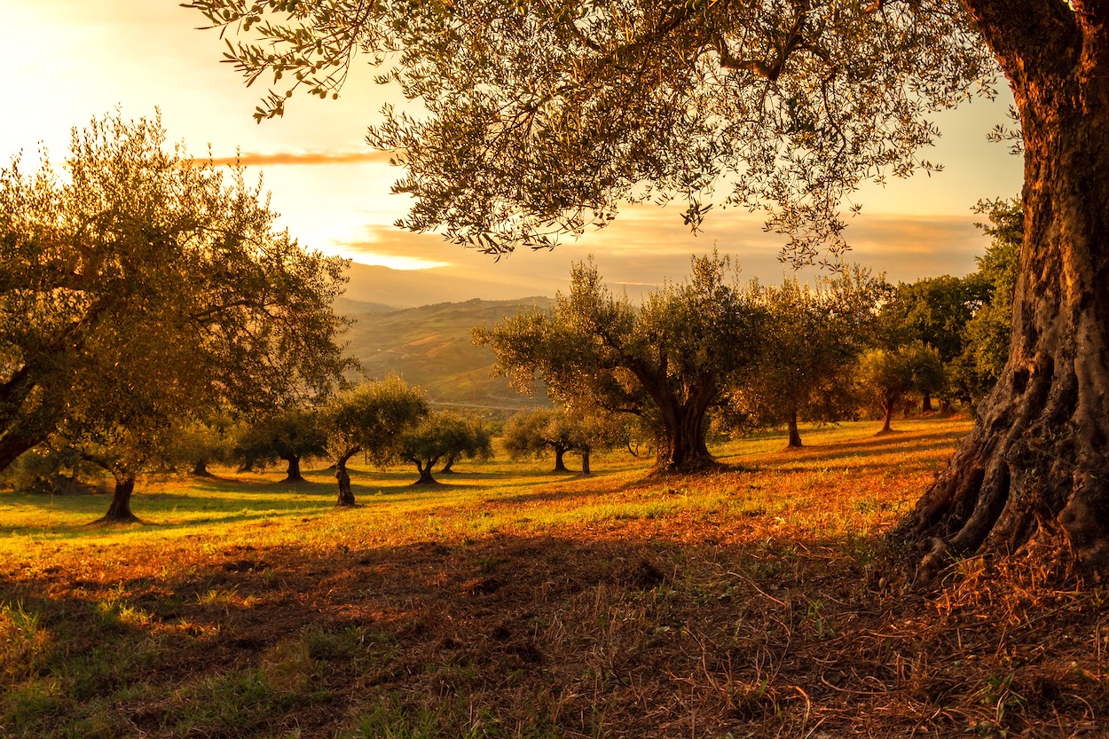 Rutas oleoturísticas por los olivares y almazaras de Jaén