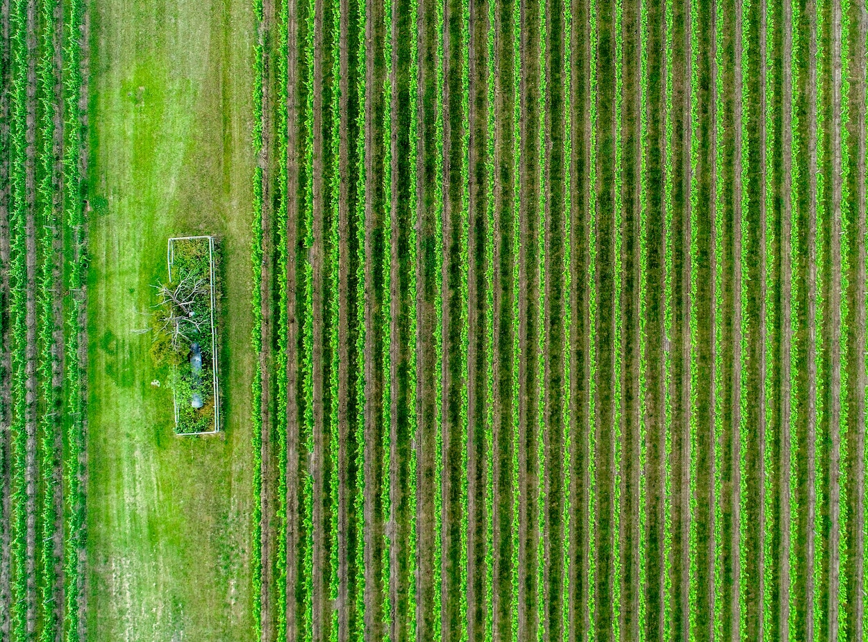 Claves para la transformación de la agricultura y ganadería en la próxima década