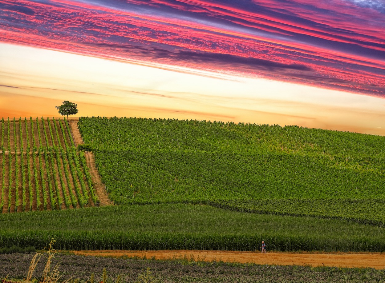 2019 cerró con un ligero descenso de la superficie de viñedo en España