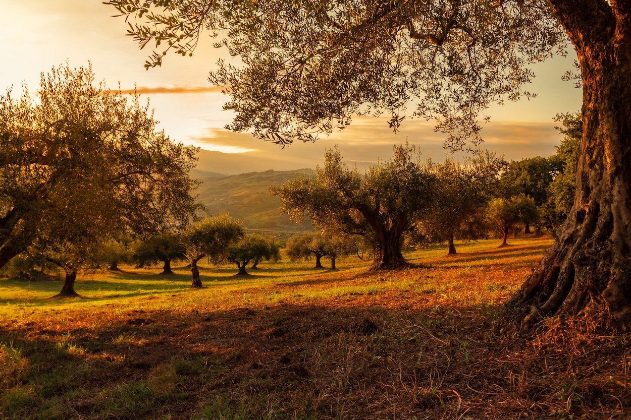¿Influirá el calentamiento global en la calidad y rendimiento del aceite de oliva?