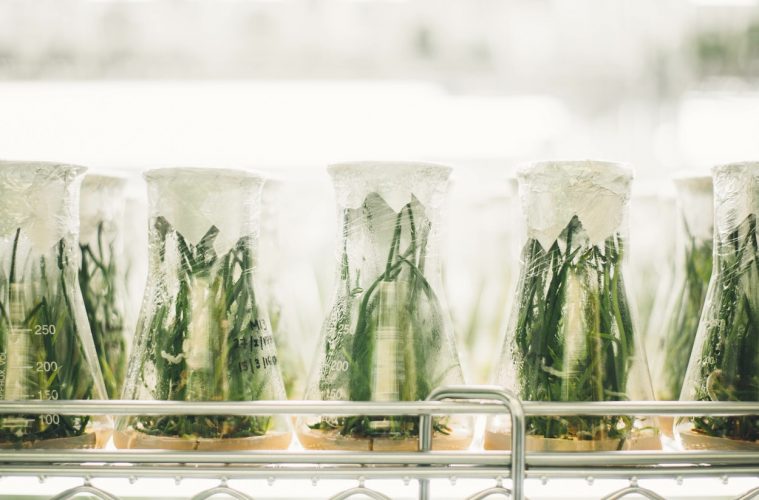 Un comité científico internacional estudiará los desafíos de la alimentación en 2050