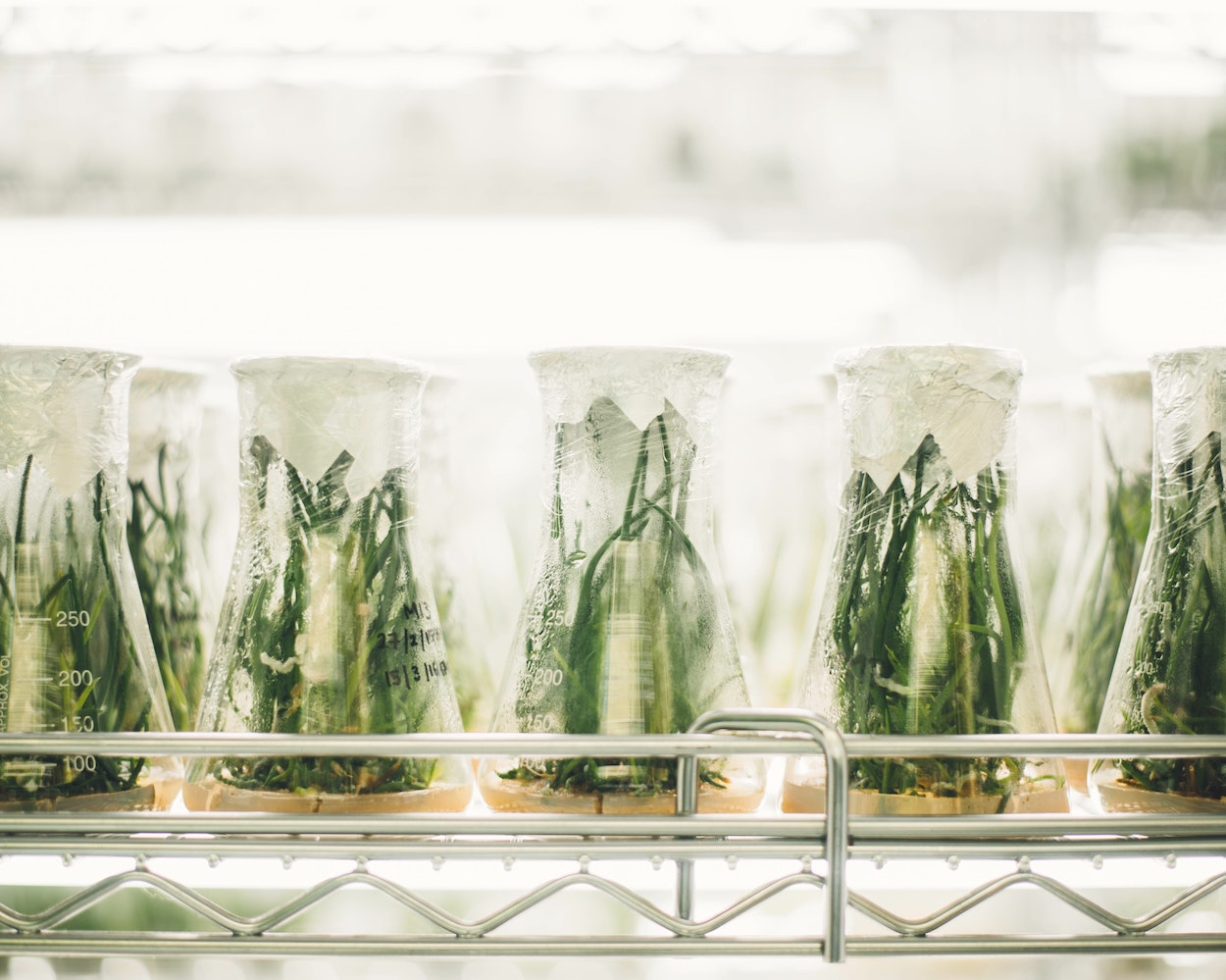 Un comité científico internacional estudiará los desafíos de la alimentación en 2050