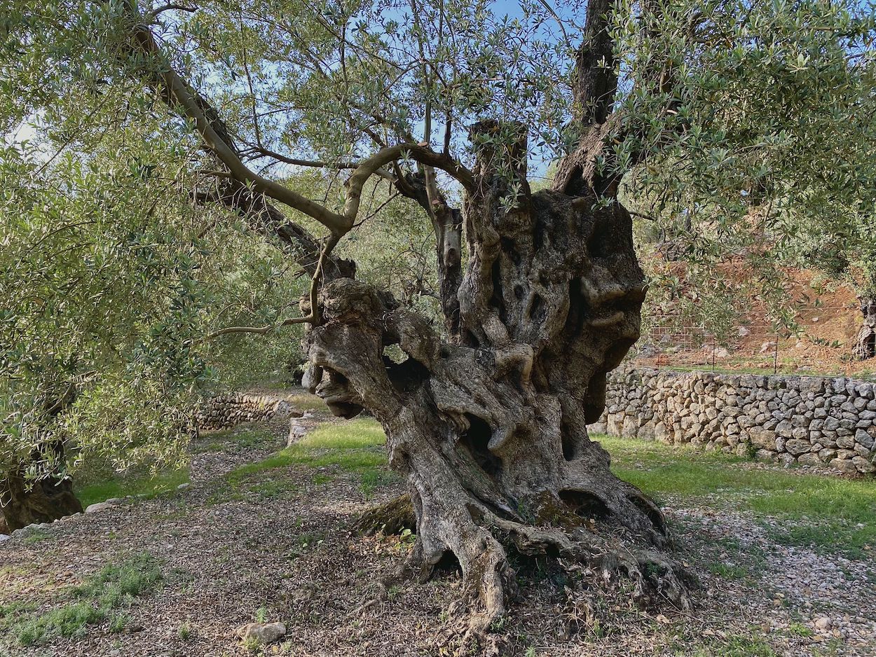 El mejor olivo monumental de España, un árbol mallorquín de más de 1.100 años 