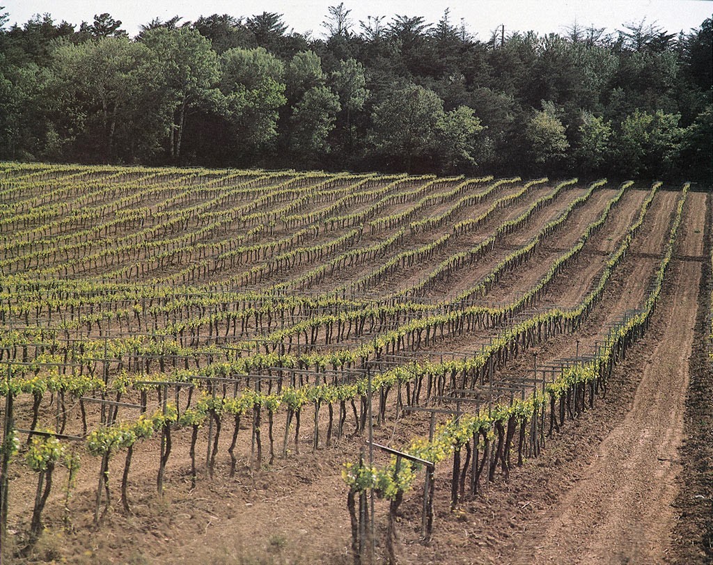 La DO Cava aprueba nuevas medidas sobre calidad y zonificación
