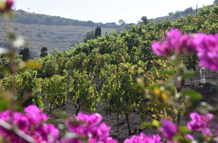 Nuevos pasos en el proyecto de la Ruta del Vino de Gran Canaria