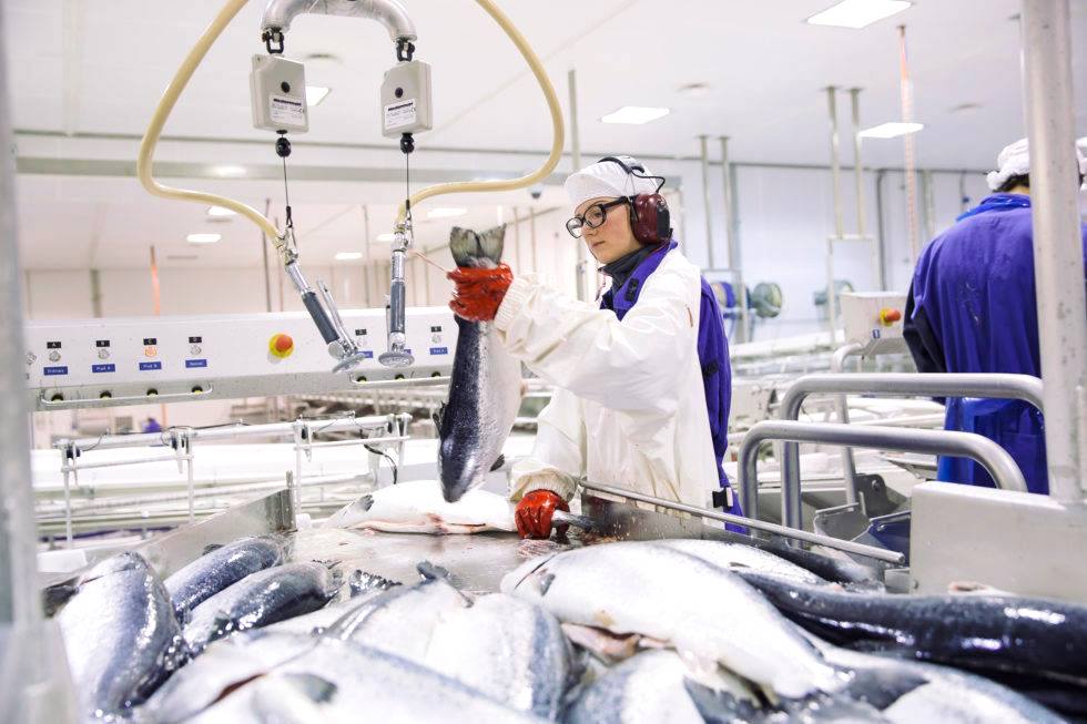Tecnología blockchain para garantizar la calidad del pescado
