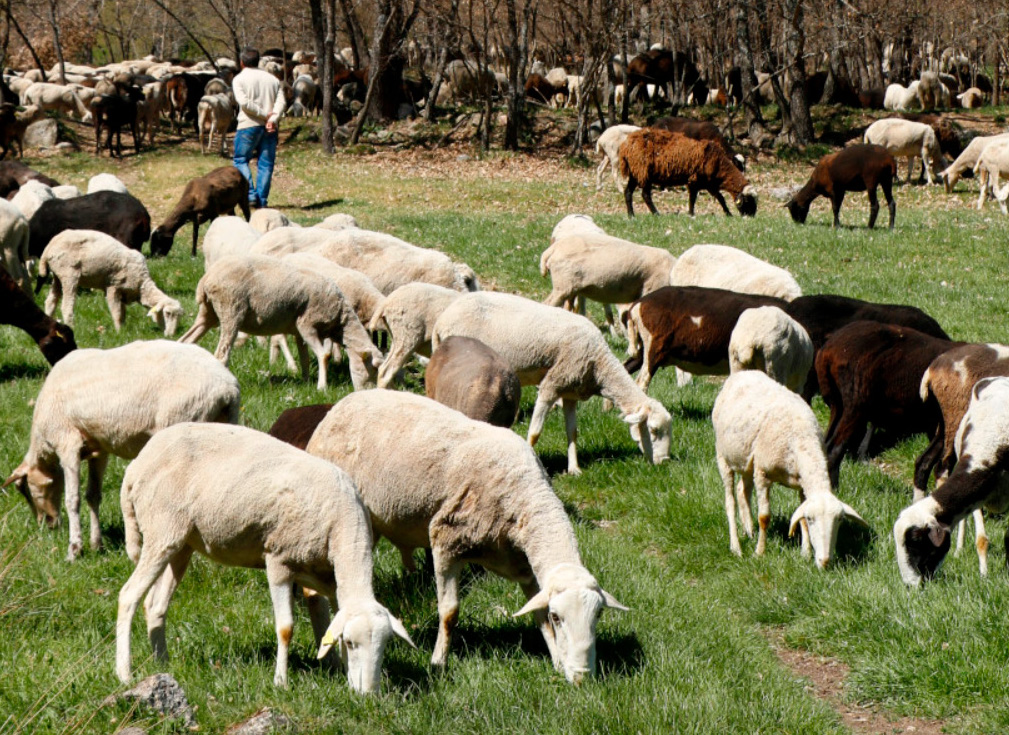 Propuestas para la convivencia del lobo ibérico con la ganadería
