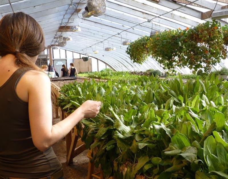 Nichos de mercado con potencial de desarrollo en el ámbito rural
