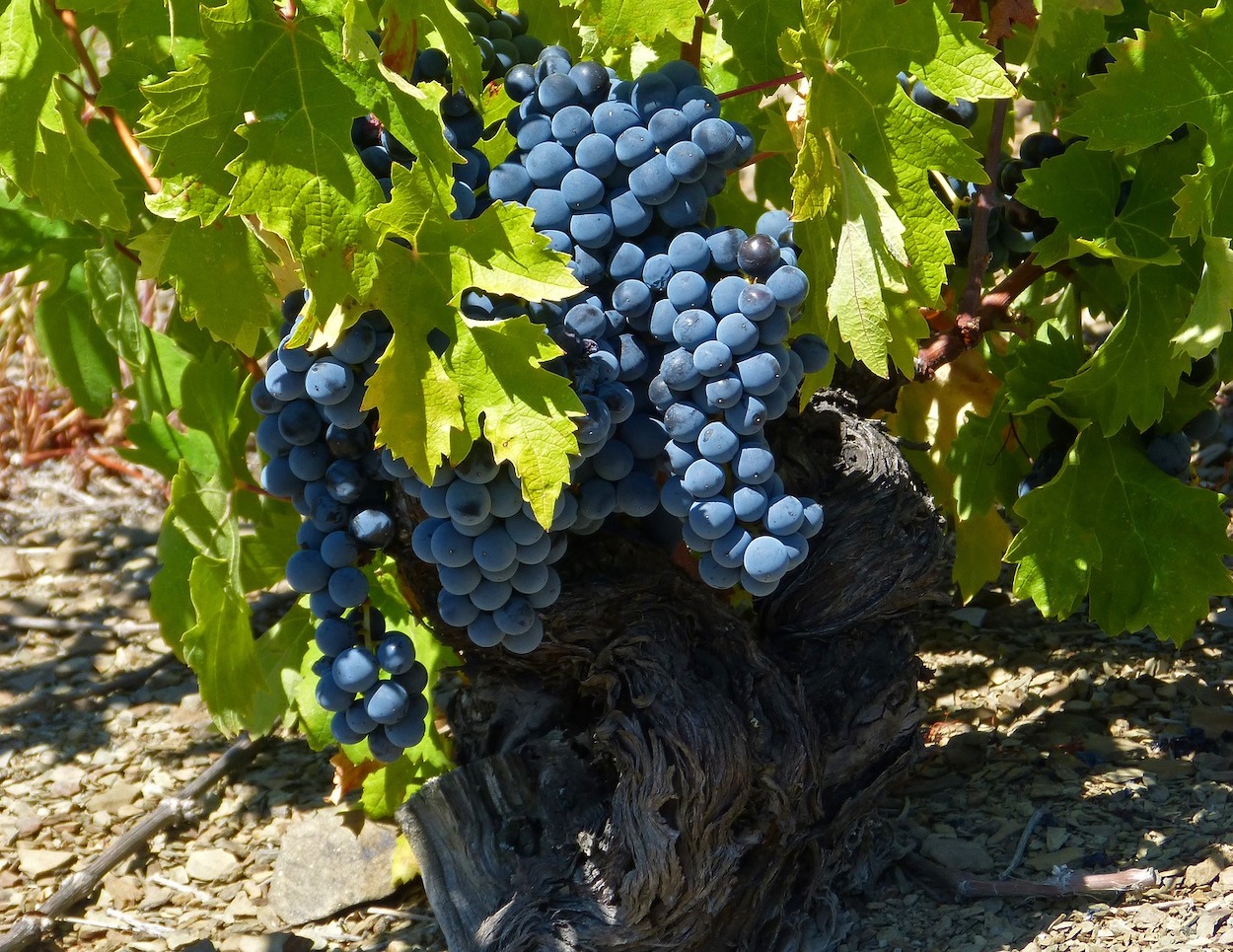 Objetivo, proteger y potenciar los viñedos viejos y centenarios de Rioja