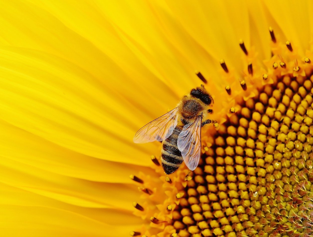 Día Mundial de las Abejas, de las que dependen tres de cada cuatro alimentos 