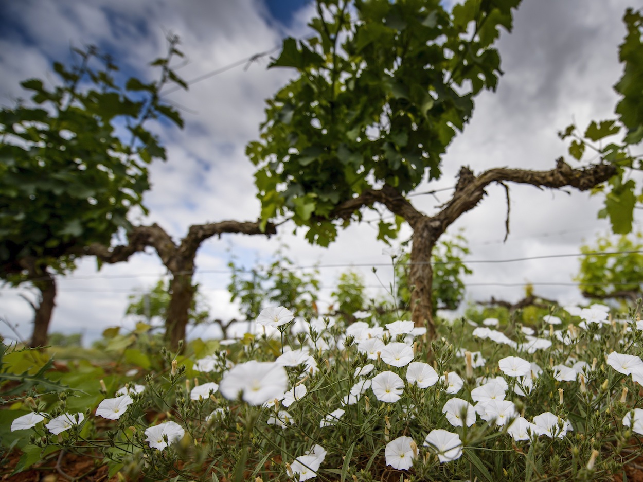 Encuentro sobre Viticultura Regenerativa en Vilafranca del Penedès