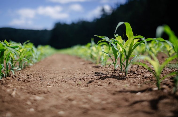 Nueve líneas de actuaciones agrarias con apoyo financiero extra