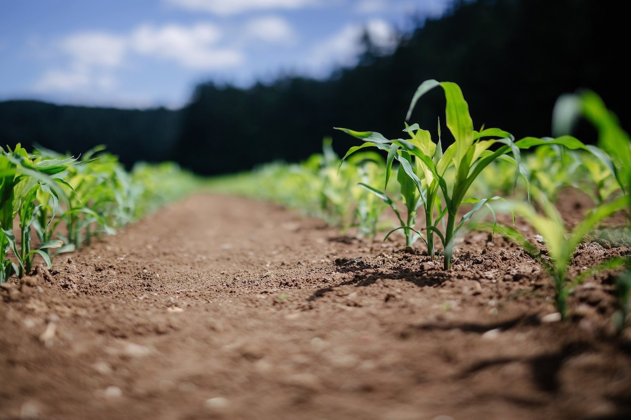 Nueve líneas de actuaciones agrarias con apoyo financiero extra