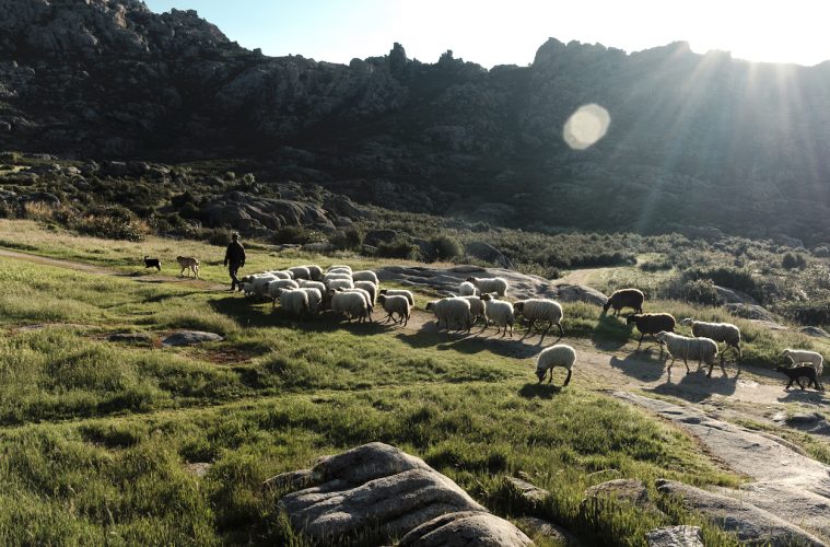 El ancestral papel de ovejas y cabras en la extinción de incendios