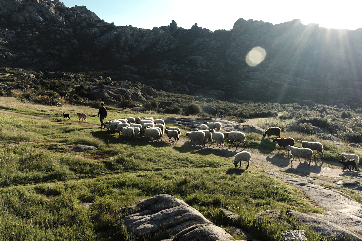 El ancestral papel de las ovejas y cabras en la extinción de incendios
