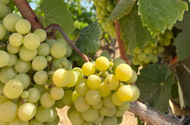La cosecha en la DO Penedès será inferior a la de años anteriores - Foto DO Penedès