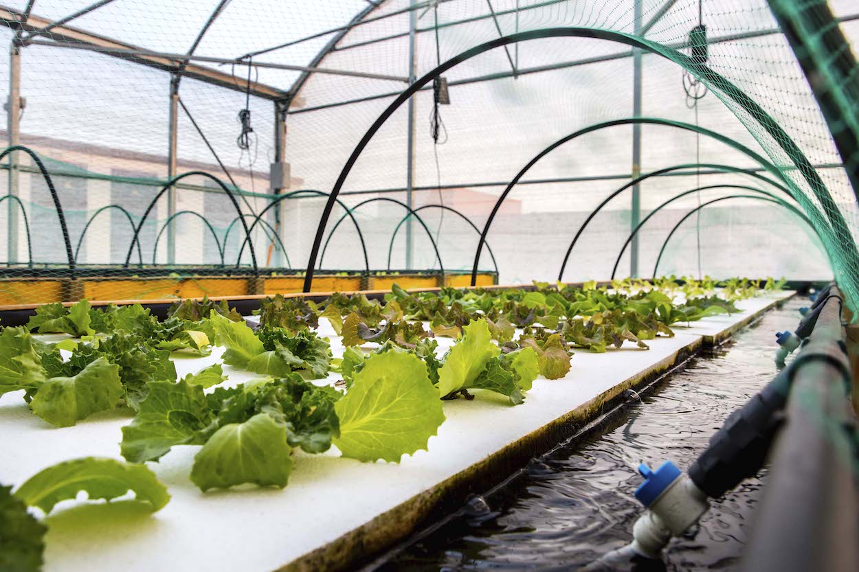 Avances en el cultivo de plantas mediante el sistema de aquaponía