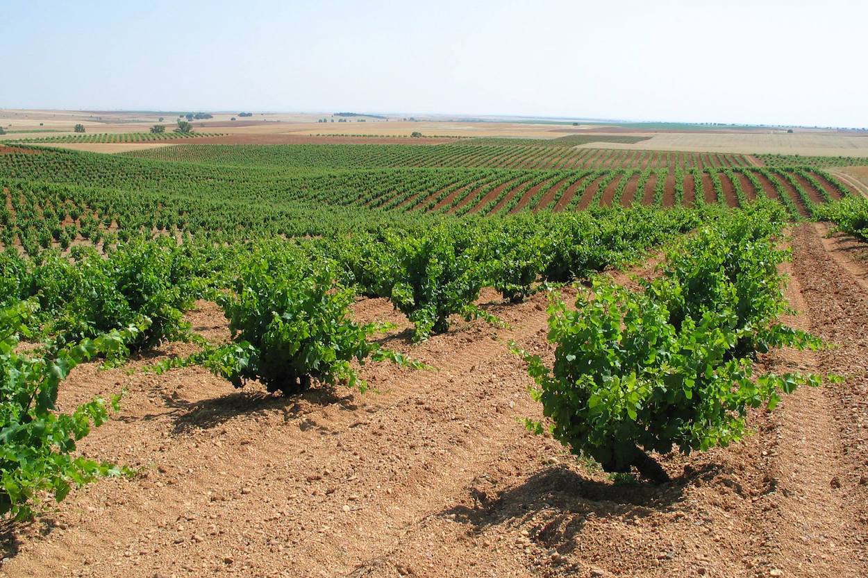 La Ruta del Vino de Zamora ya forma parte de las Rutas del Vino de España