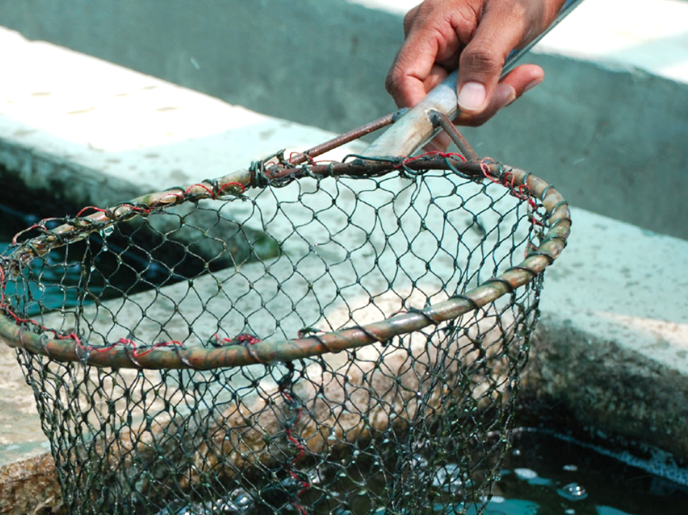 2022, Año Internacional de la Pesca y la Acuicultura Artesanales - Foto FAO