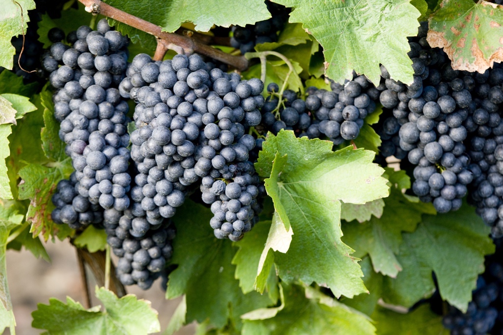La tempranillo desbanca a la airén como principal uva de vinificación en España