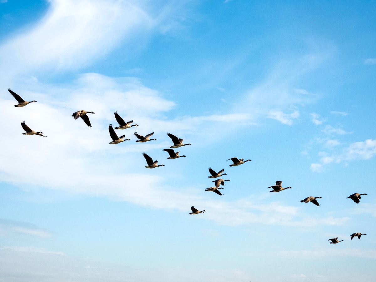 Nuevo foco de gripe aviar en Madrid: más de cien de aves silvestres