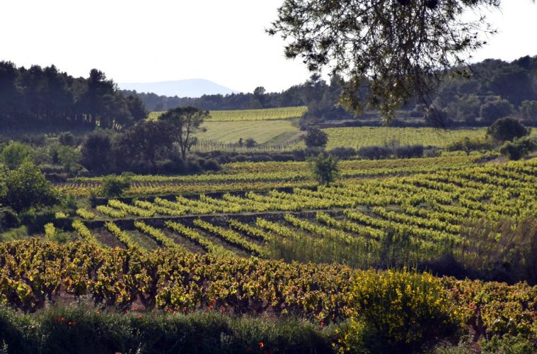 Aprobados los primeros Gran Vino de Masía y Vino de Masía de la DO Penedés