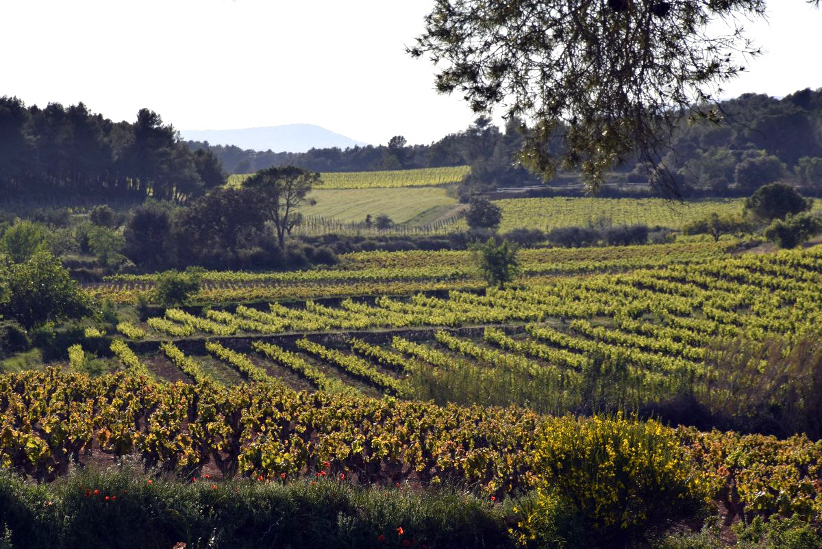 Aprobados los primeros Gran Vino de Masía y Vino de Masía de la DO Penedés