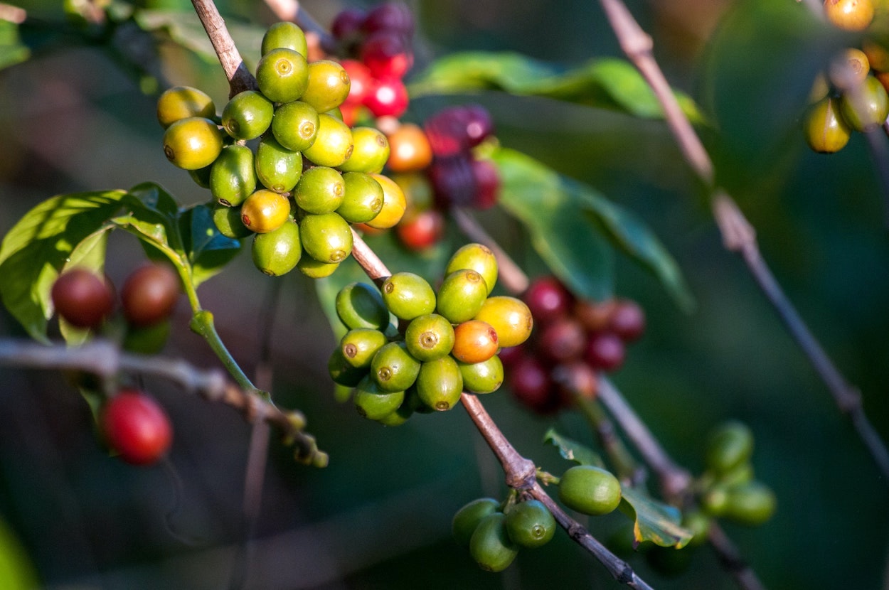 Tres nuevos productos a partir del café que pronto veremos en el mercado