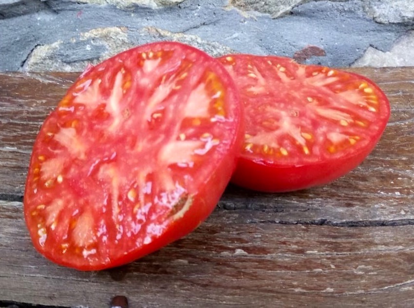 El tomate de Aretxabaleta, elegido de nuevo el mejor de España