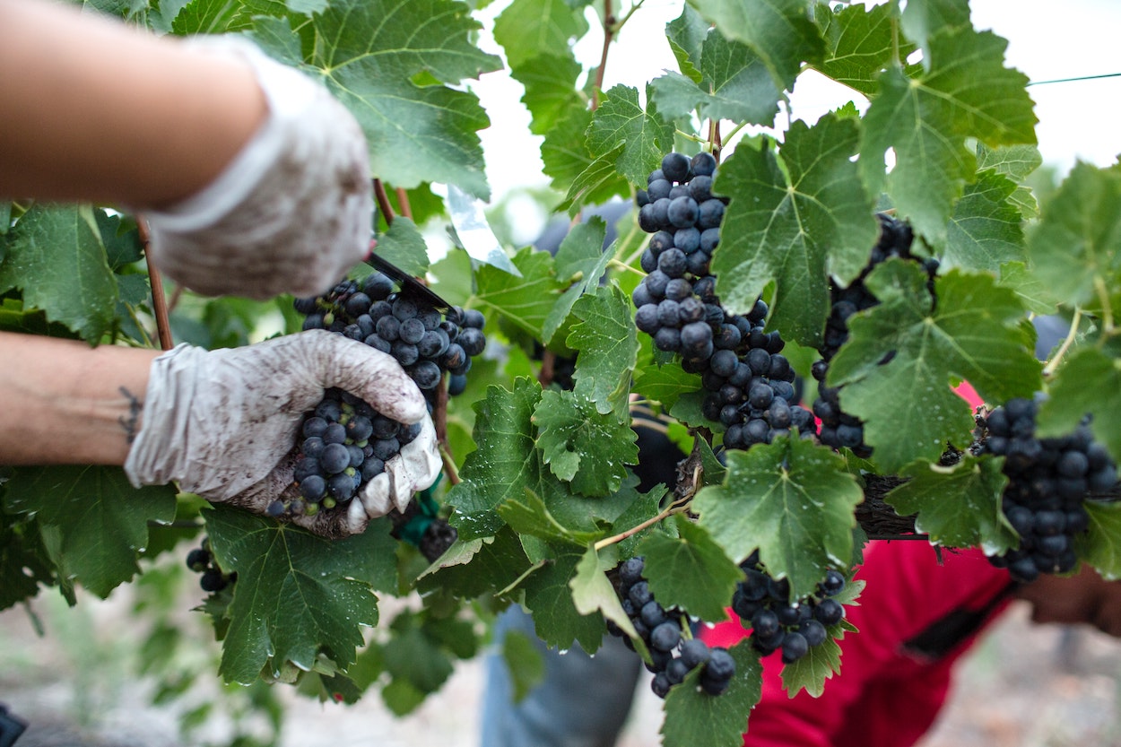 Los costes de producción de uva para la elaboración de vinos en España