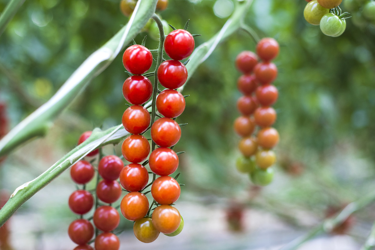 Nuevos hábitos de consumo, nuevas frutas y hortalizas de invernadero