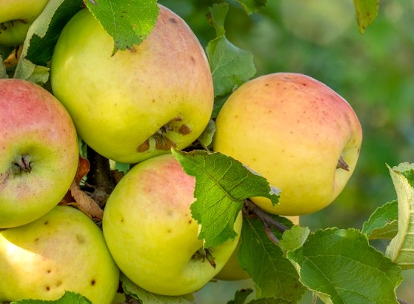 Ayudas para las centrales frutícolas afectadas por las heladas de abril