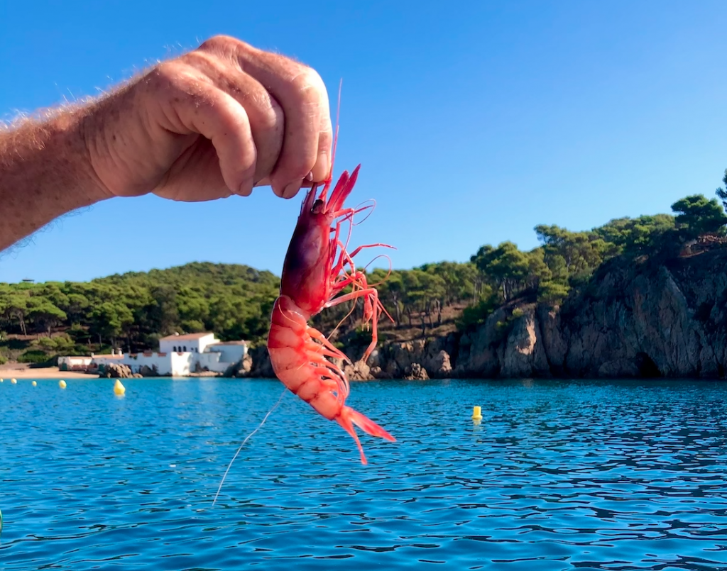 El sabor de la Costa Brava - Gamba de Palamós