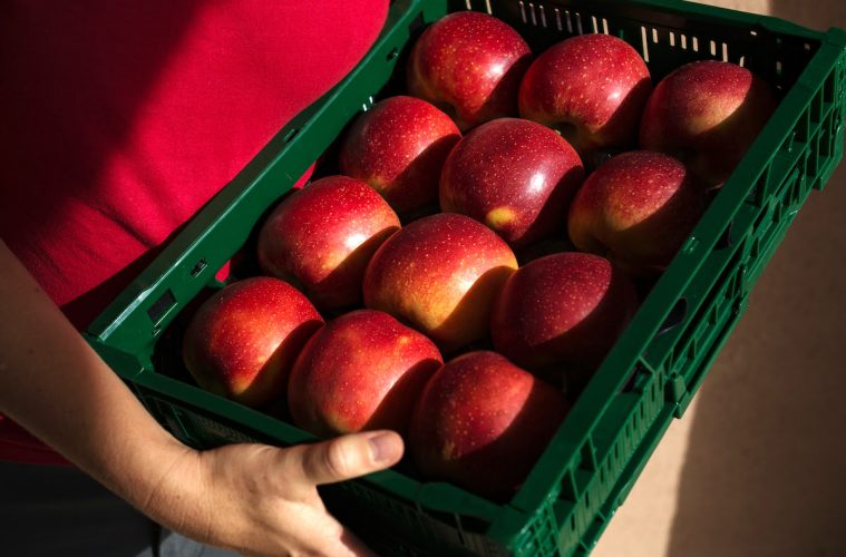 Presentada una nueva variedad de manzana adaptada a climas más cálidos