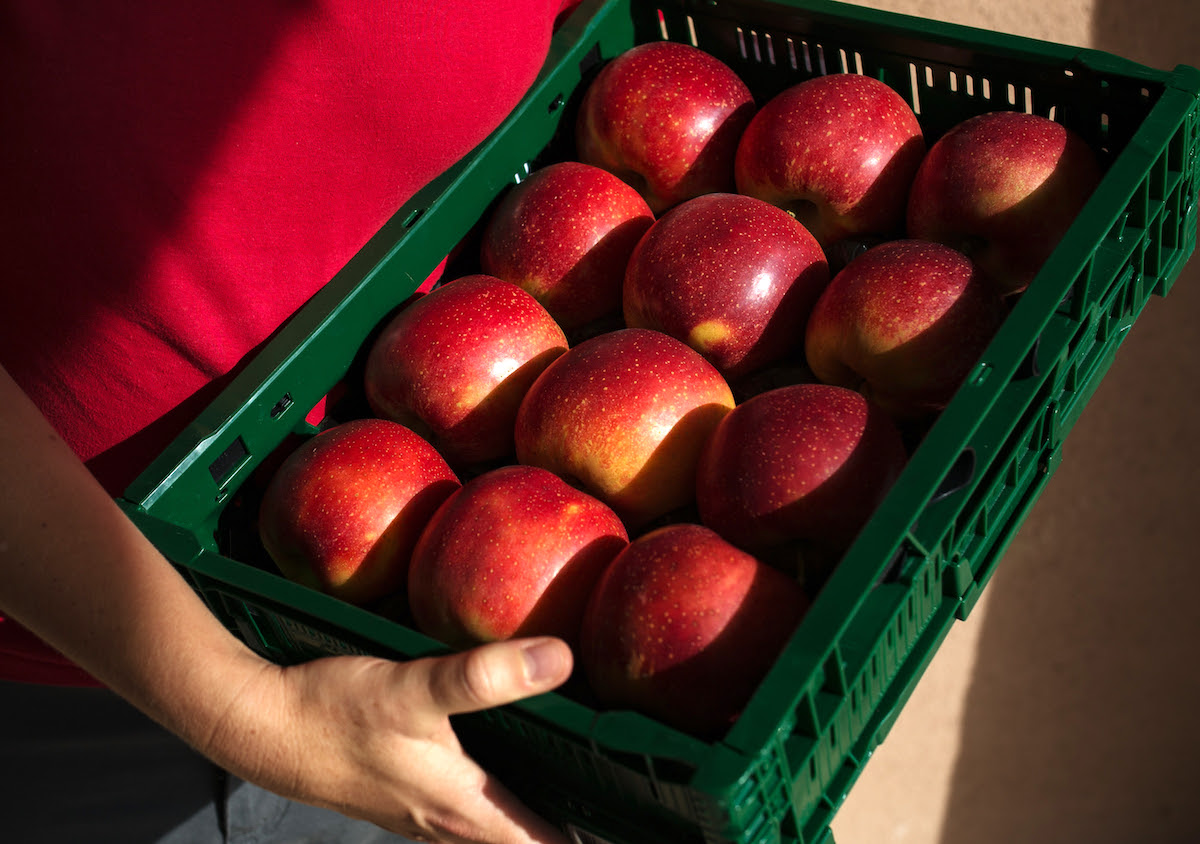 Presentada una nueva variedad de manzana adaptada a climas más cálidos