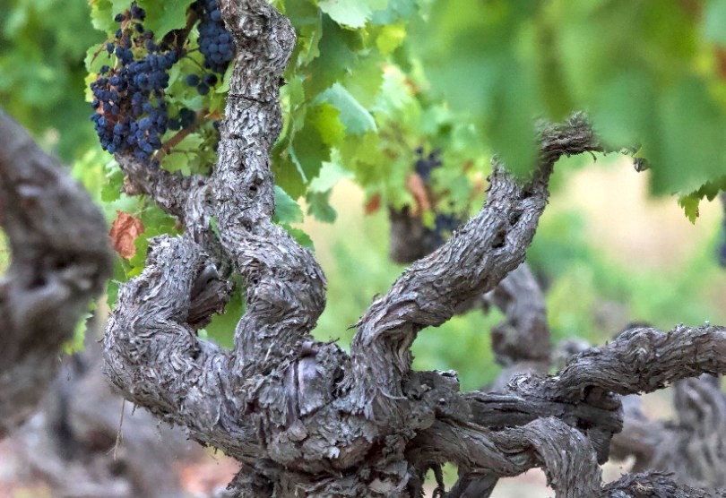 Garnachas Históricas Project: objetivo, conservar los viejos viñedos de garnacha