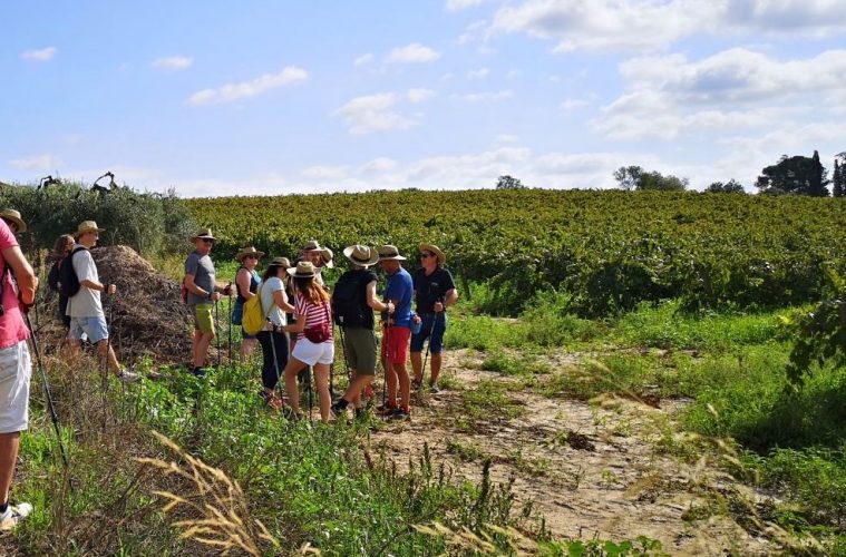 Actividades de primavera en los viñedos del cava