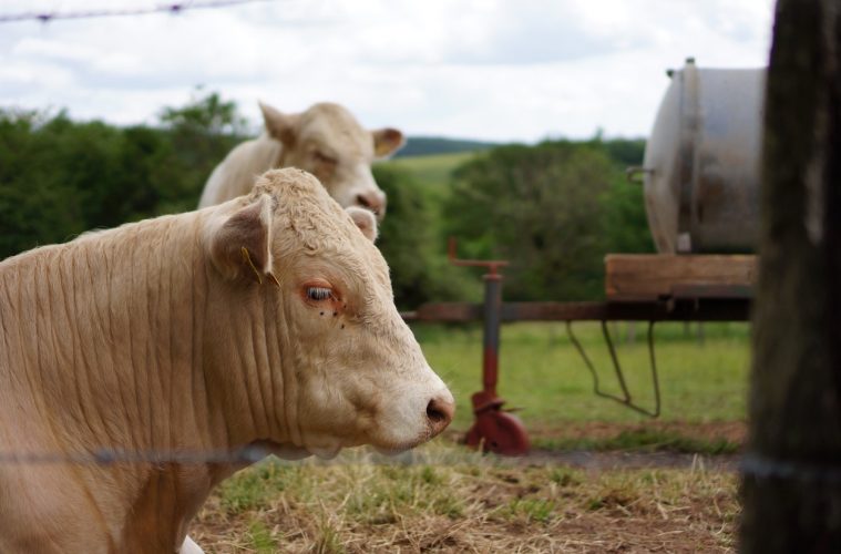 Aprobada una nueva norma que regula la figura del veterinario de explotación