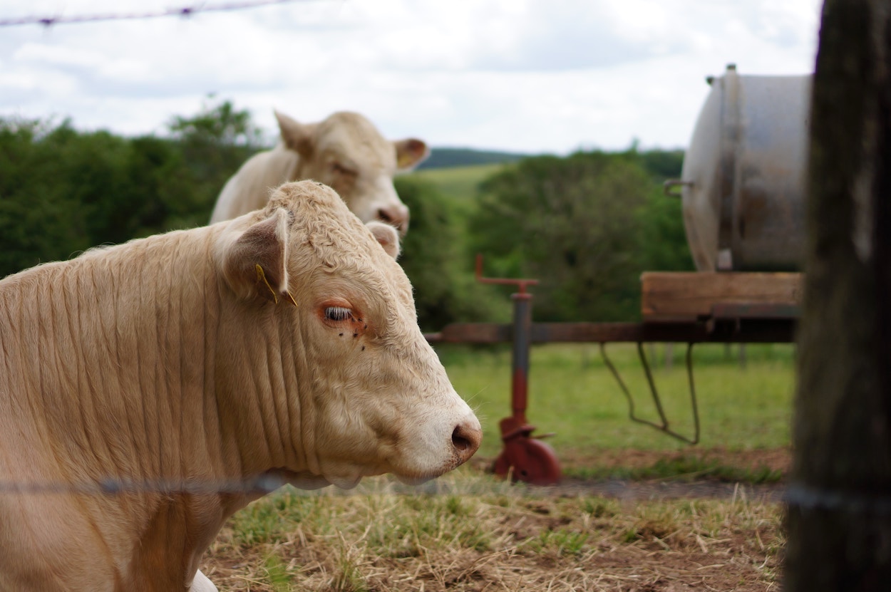 Aprobada una nueva norma que regula la figura del veterinario de explotación