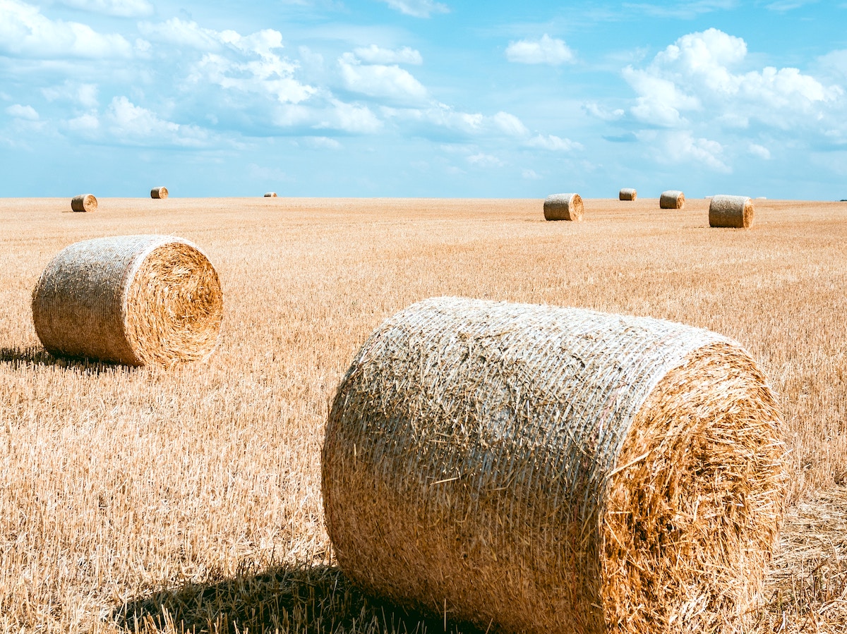 La escasez de paja por la sequía complica el cultivo del champiñón