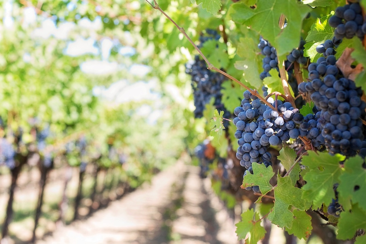 Autorizada la destilación de crisis para algunos vinos de Cataluña y Extremadura