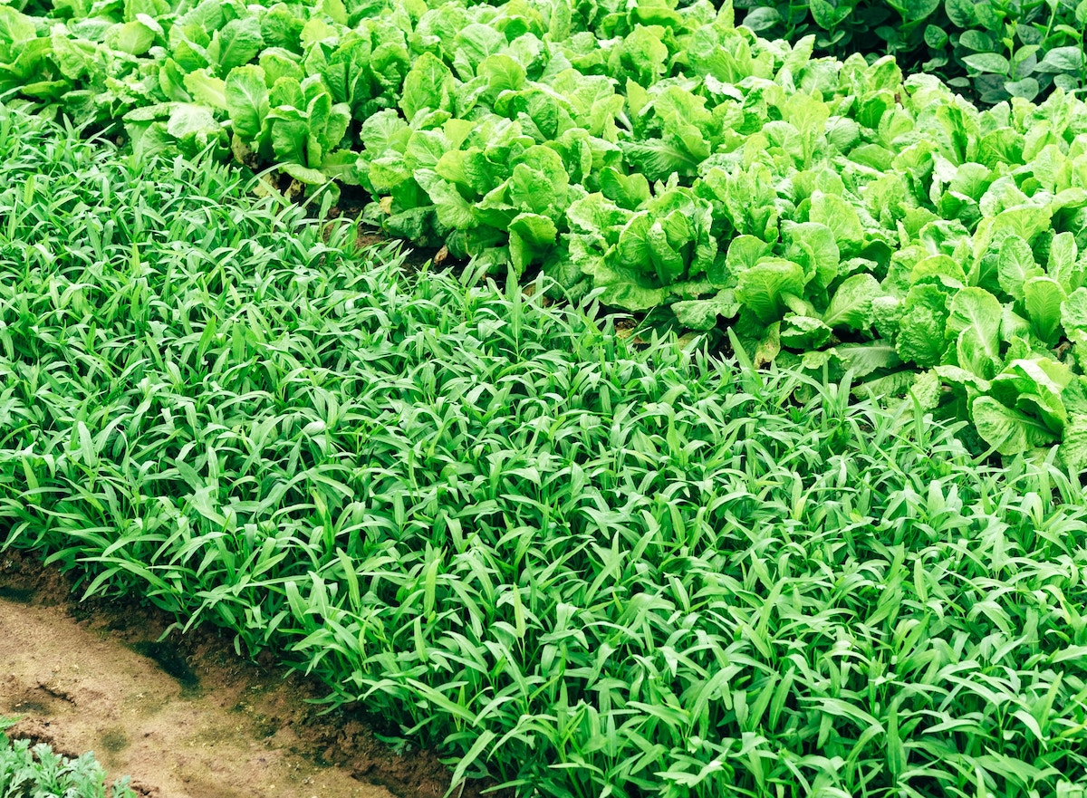Agricultura y ganadería familiar como garantía para alimentar de forma sostenible a la sociedad