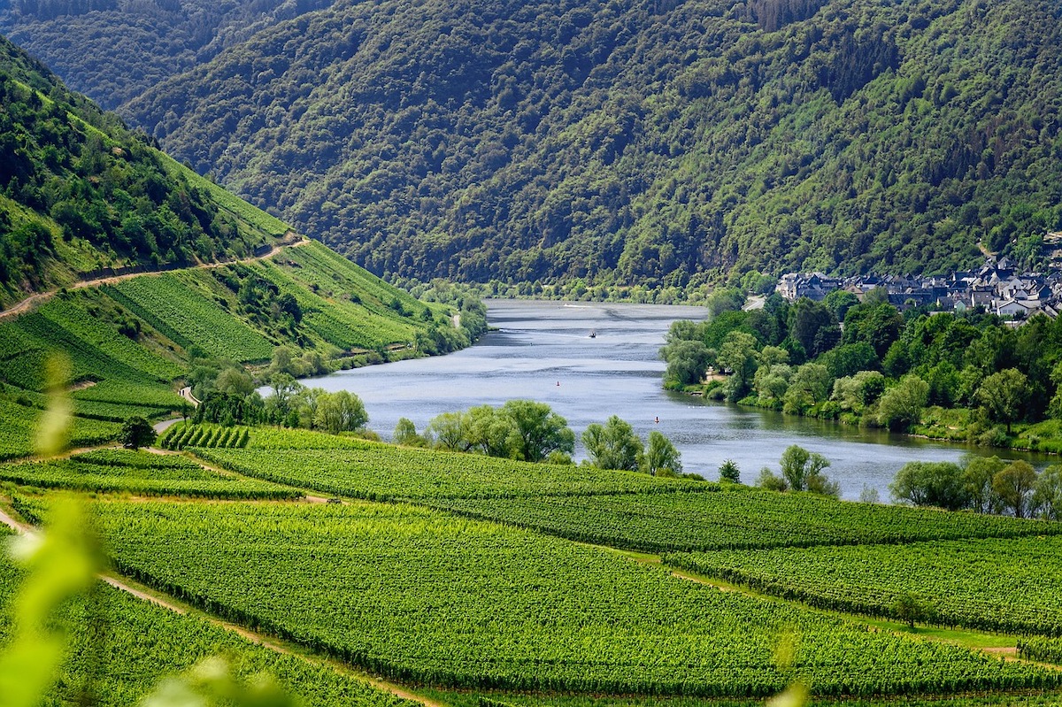 Las DOP del vino europeas, preocupadas por el nuevo reglamento sobre fitosanitarios