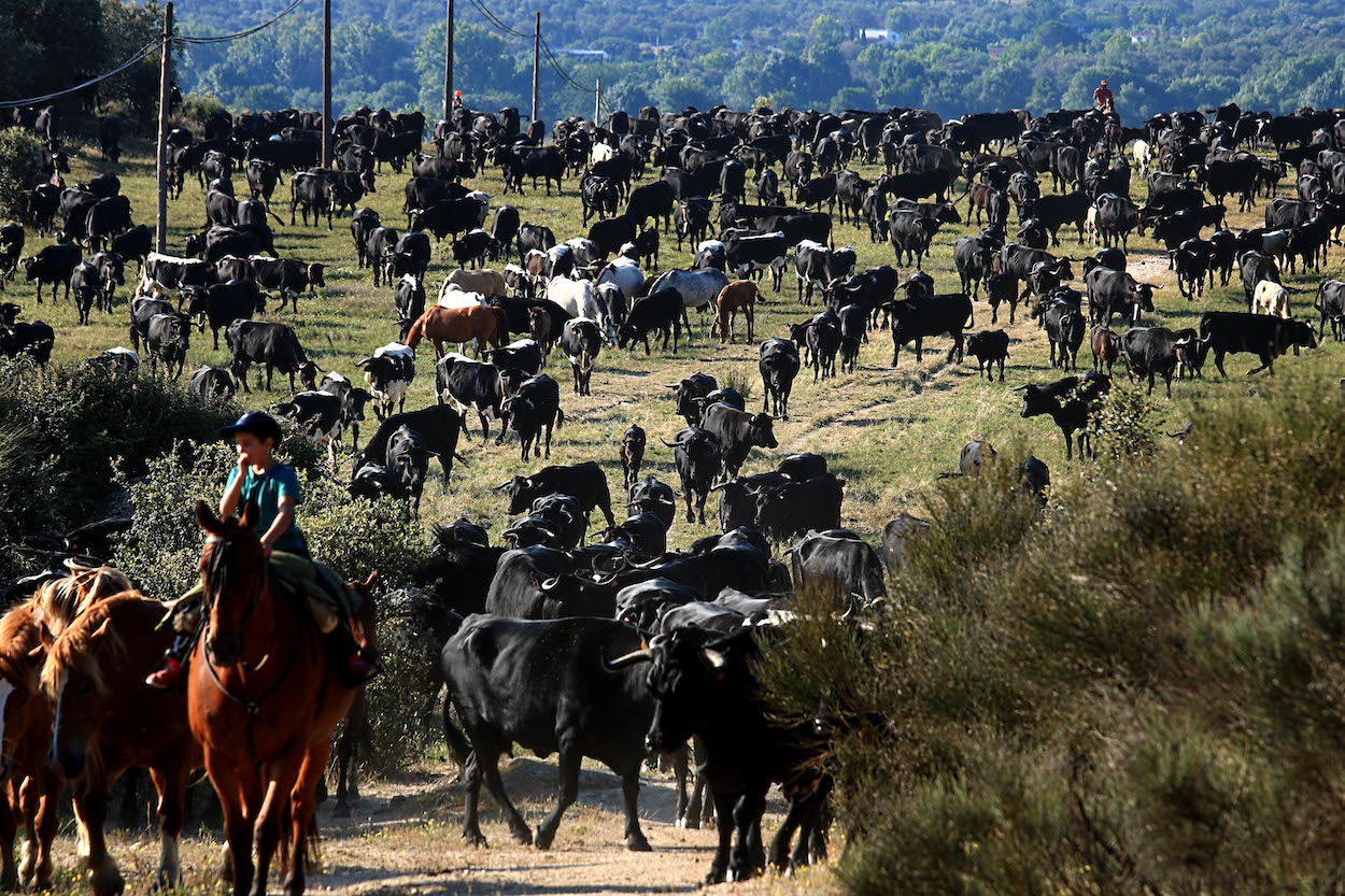 Las mejores fotos sobre la trashumancia 2023