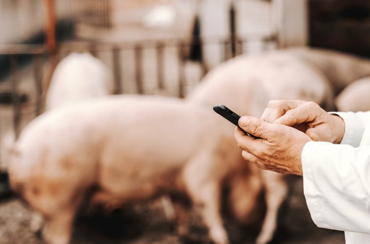Los planes del sector porcino para abordar el nuevo escenario que se avecina - Foto Interporc